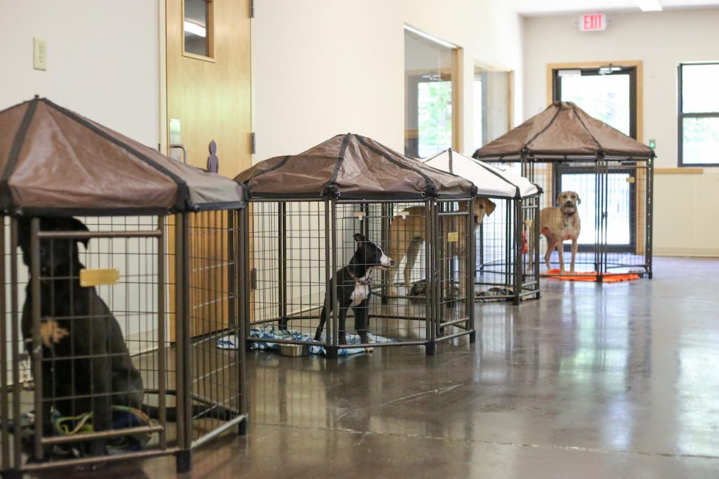 animal-hospital-dog-kennels-ray