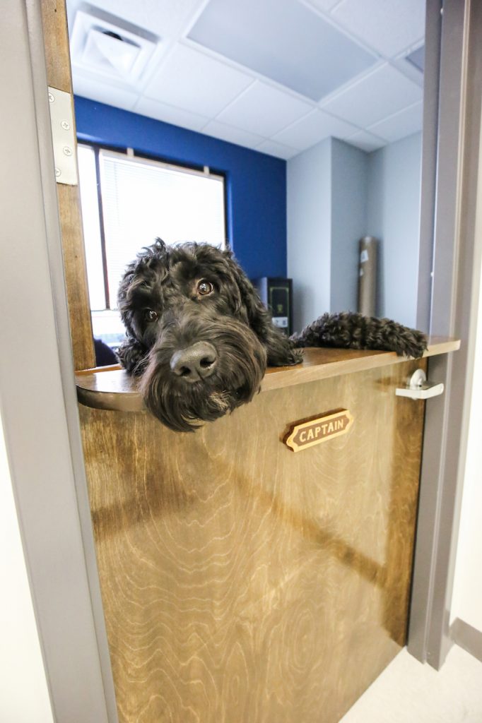 veterinary-custom-dog-door-mcgarity